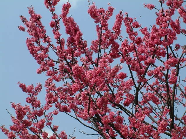 TaipeiProgram