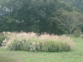 kagusan
