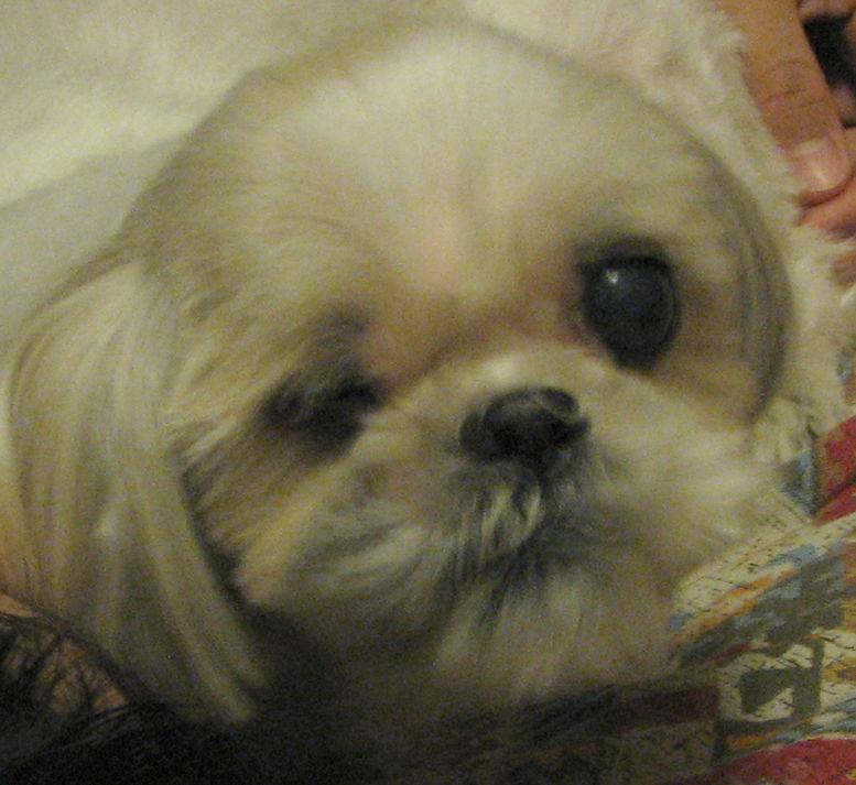 koko-koyuki