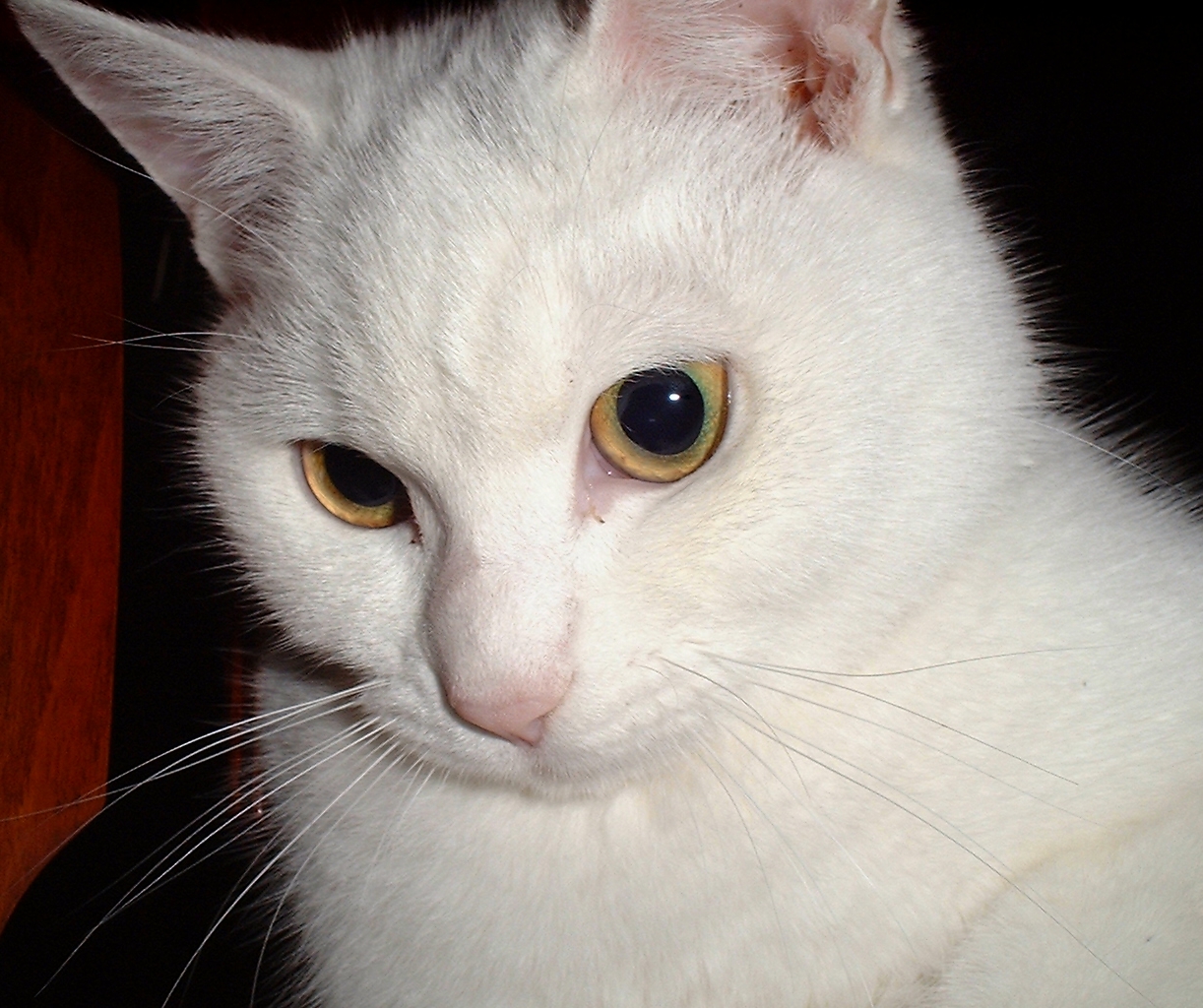 tama_cat0701